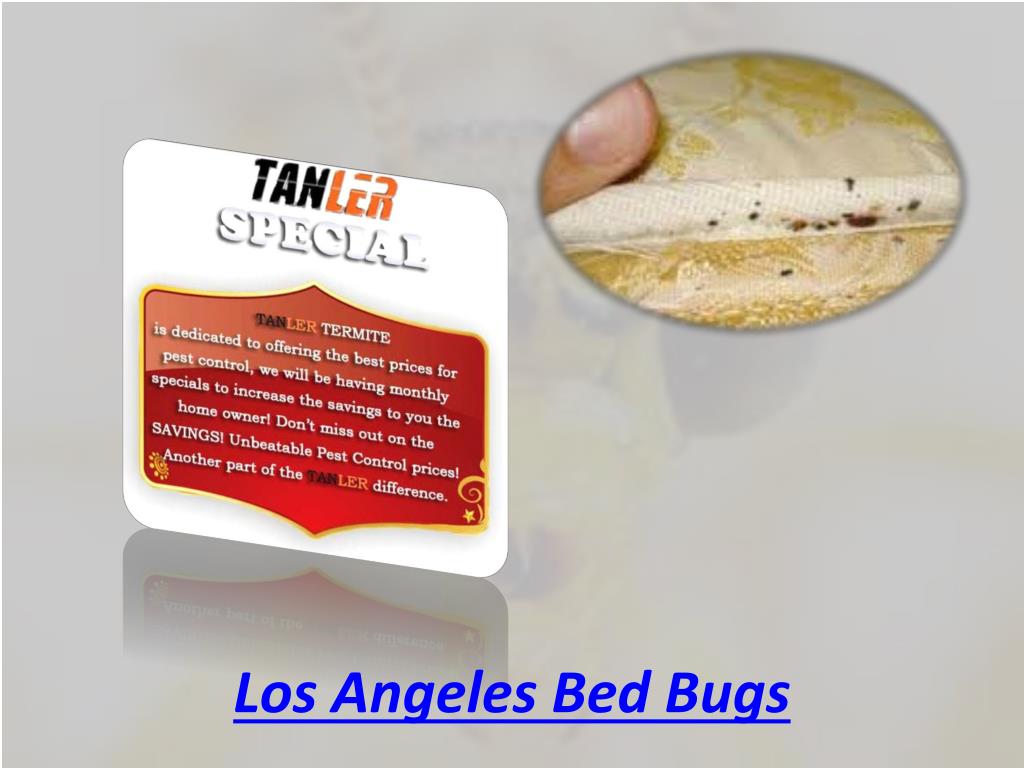 PPT Bed Bugs Los Angeles Exterminator PowerPoint Presentation, free