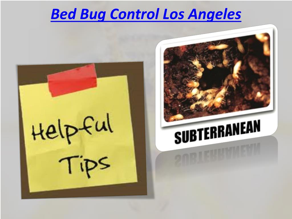PPT Bed Bugs Los Angeles Exterminator PowerPoint Presentation, free