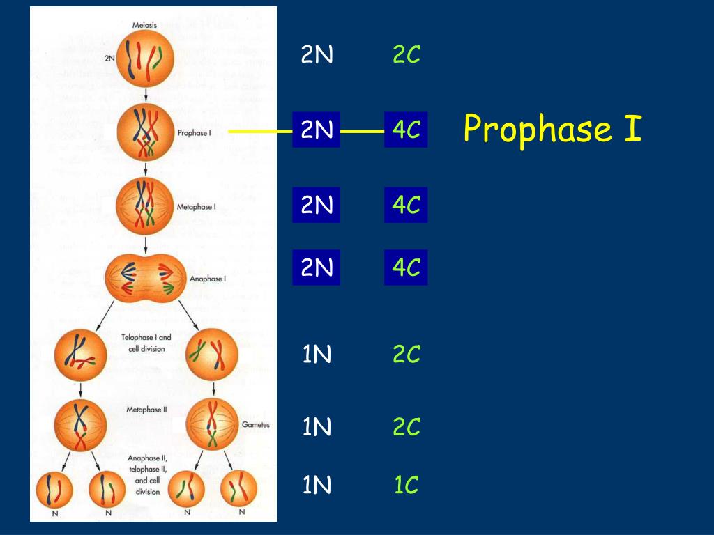 PPT Chromosomes the cellular basis of the instructions Mitosis