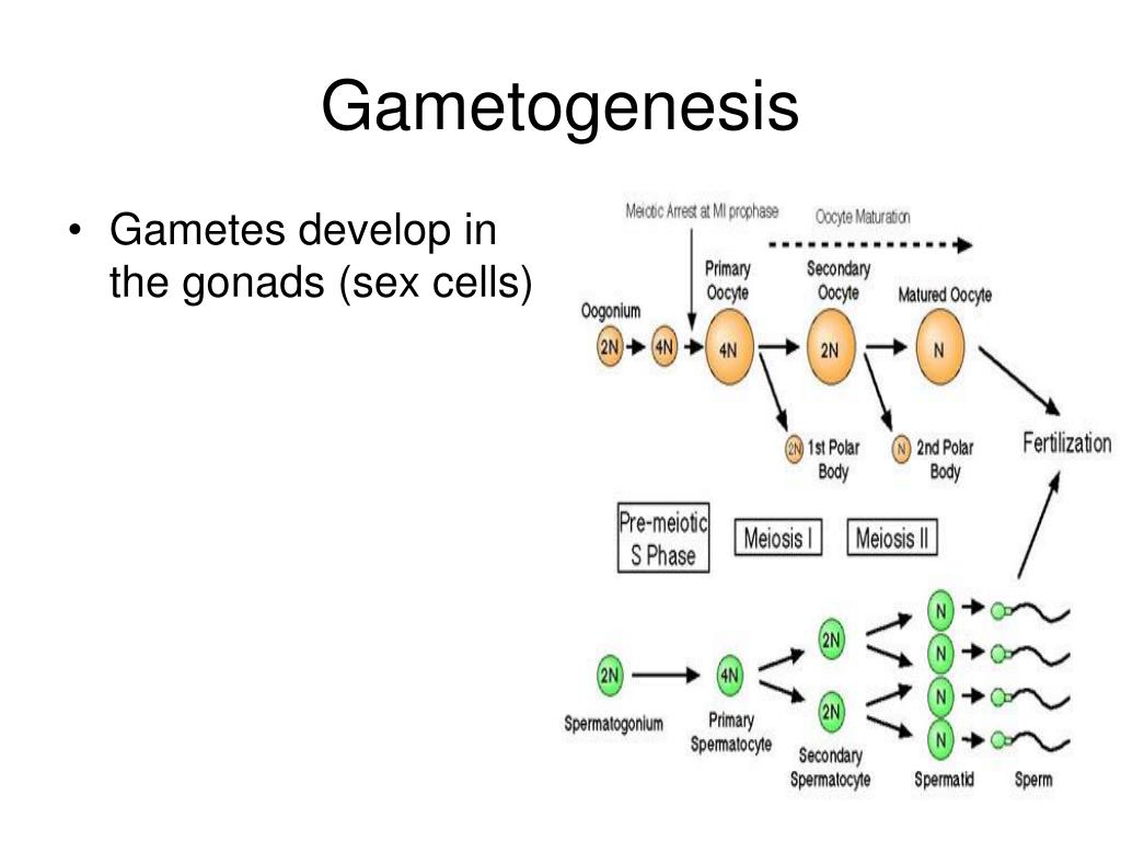 Ppt Human Reproductive System Gametogenesis Occurs In The Gonads Hot