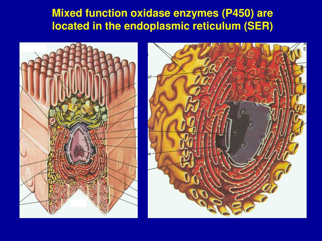 PPT Ecotoxicology PowerPoint Presentation, free download ID724283