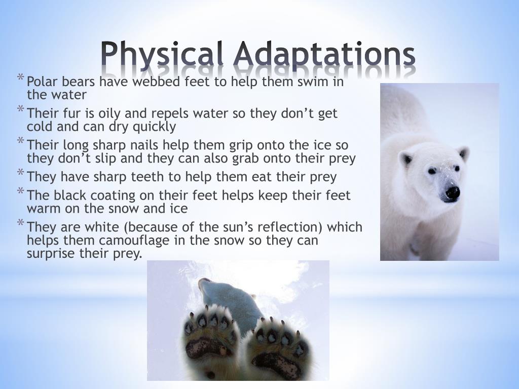 PPT Polar Bears! PowerPoint Presentation, free download ID731039
