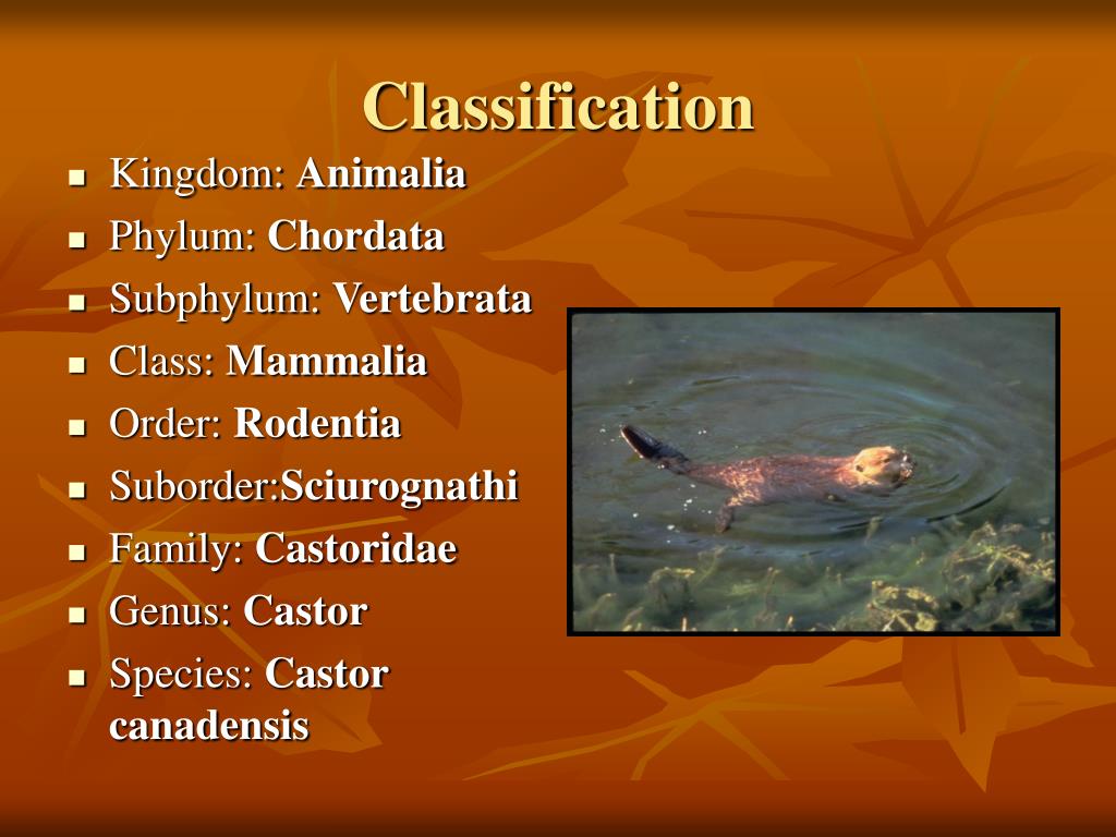 PPT Canadian Beaver Castor Canadensis PowerPoint Presentation, free