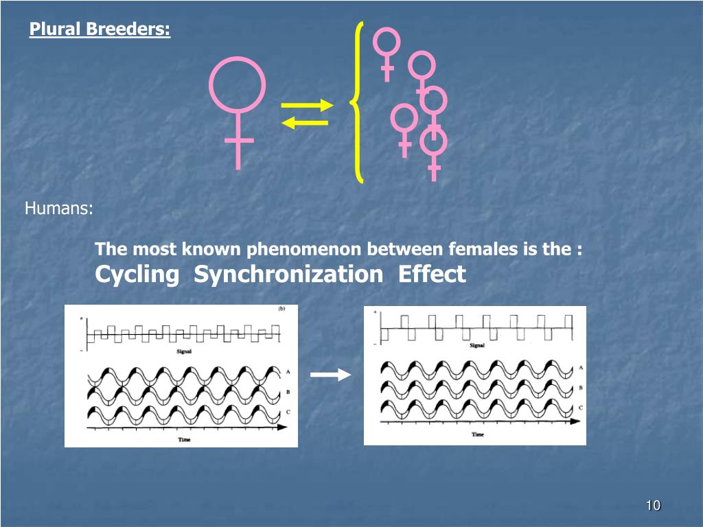 PPT PHEROMONES AND THE MENSTRUAL/ESTRUS CYCLE PowerPoint Presentation