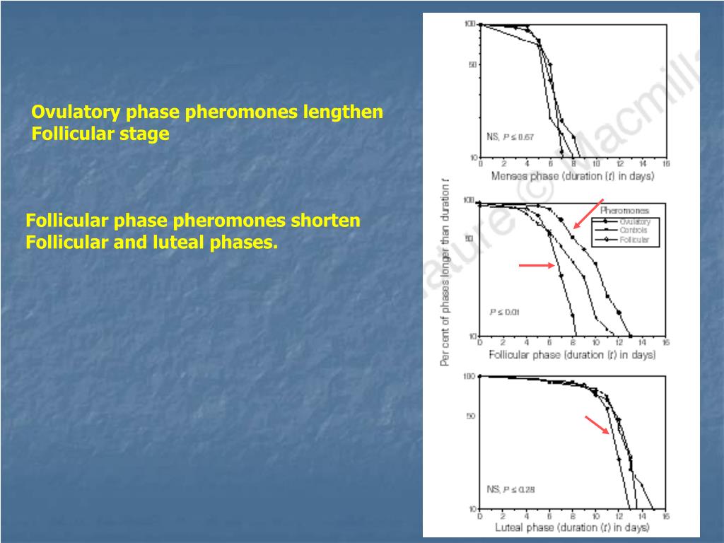 PPT PHEROMONES AND THE MENSTRUAL/ESTRUS CYCLE PowerPoint Presentation