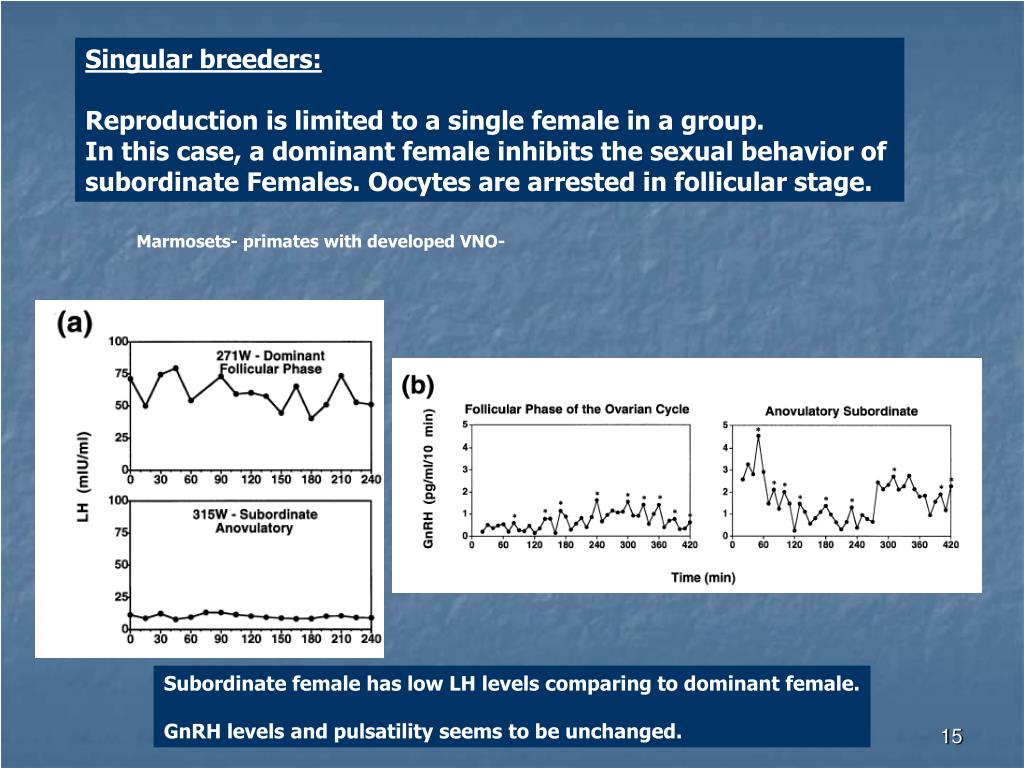 PPT PHEROMONES AND THE MENSTRUAL/ESTRUS CYCLE PowerPoint Presentation