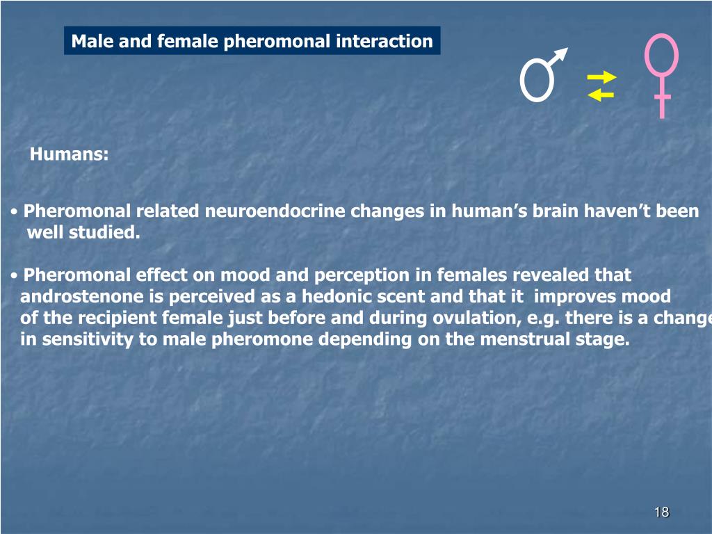 PPT PHEROMONES AND THE MENSTRUAL/ESTRUS CYCLE PowerPoint Presentation
