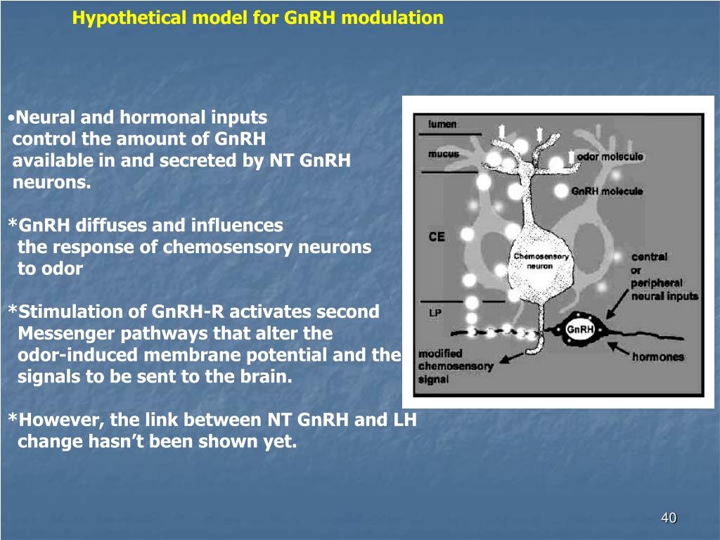 PPT PHEROMONES AND THE MENSTRUAL/ESTRUS CYCLE PowerPoint Presentation