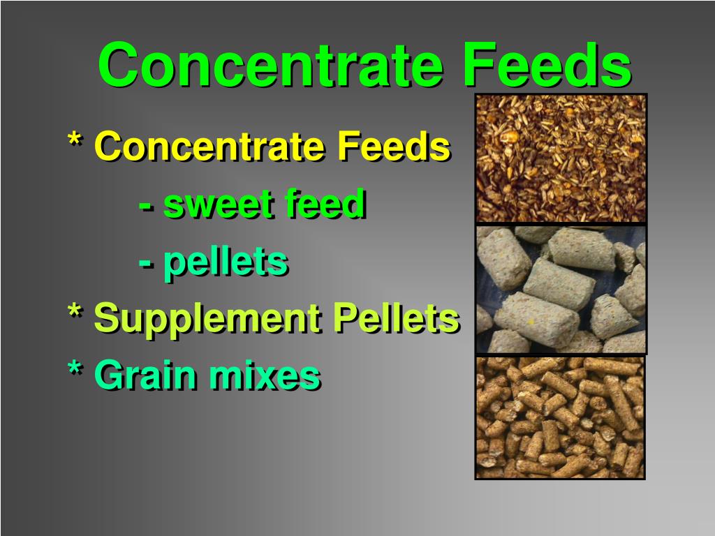 PPT Feeding Pleasure Horses PowerPoint Presentation, free download