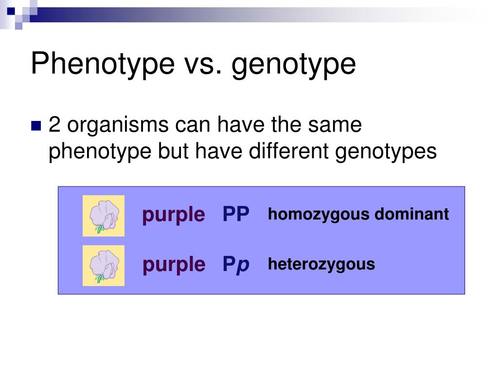 PPT Mendel, Genes, and Inheritance PowerPoint