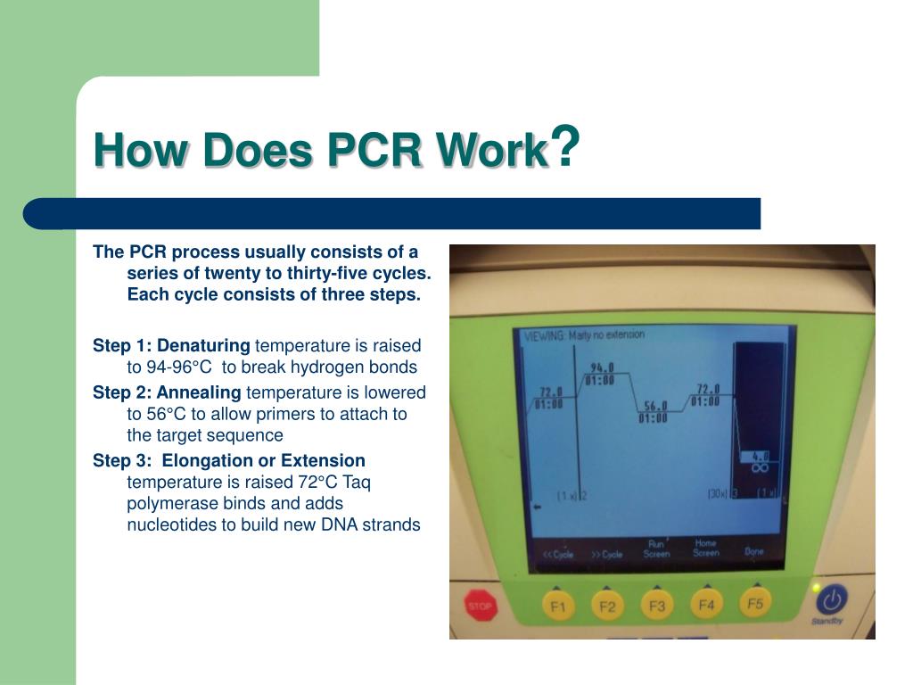 PPT Lab 8 Amplification of the tPA Locus using the Polymerase Chain