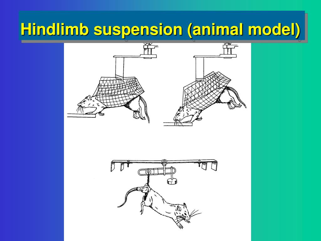 PPT Principles of Exercise Prescription in Rehabilitation PowerPoint
