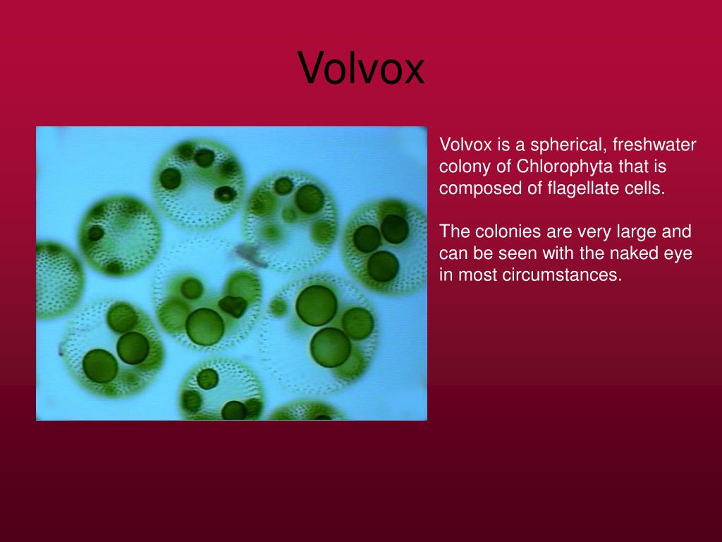 PPT ChlorophytaVolvox PowerPoint Presentation, free download ID