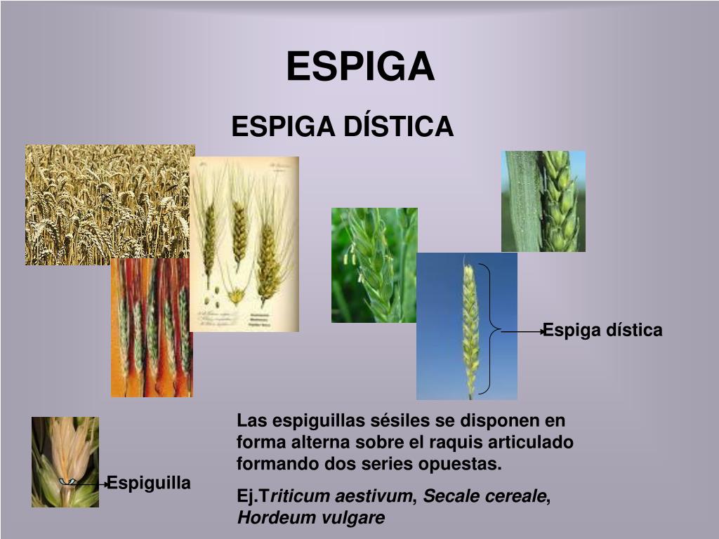 PPT Familia POÁCEAS PowerPoint Presentation, free download ID742686