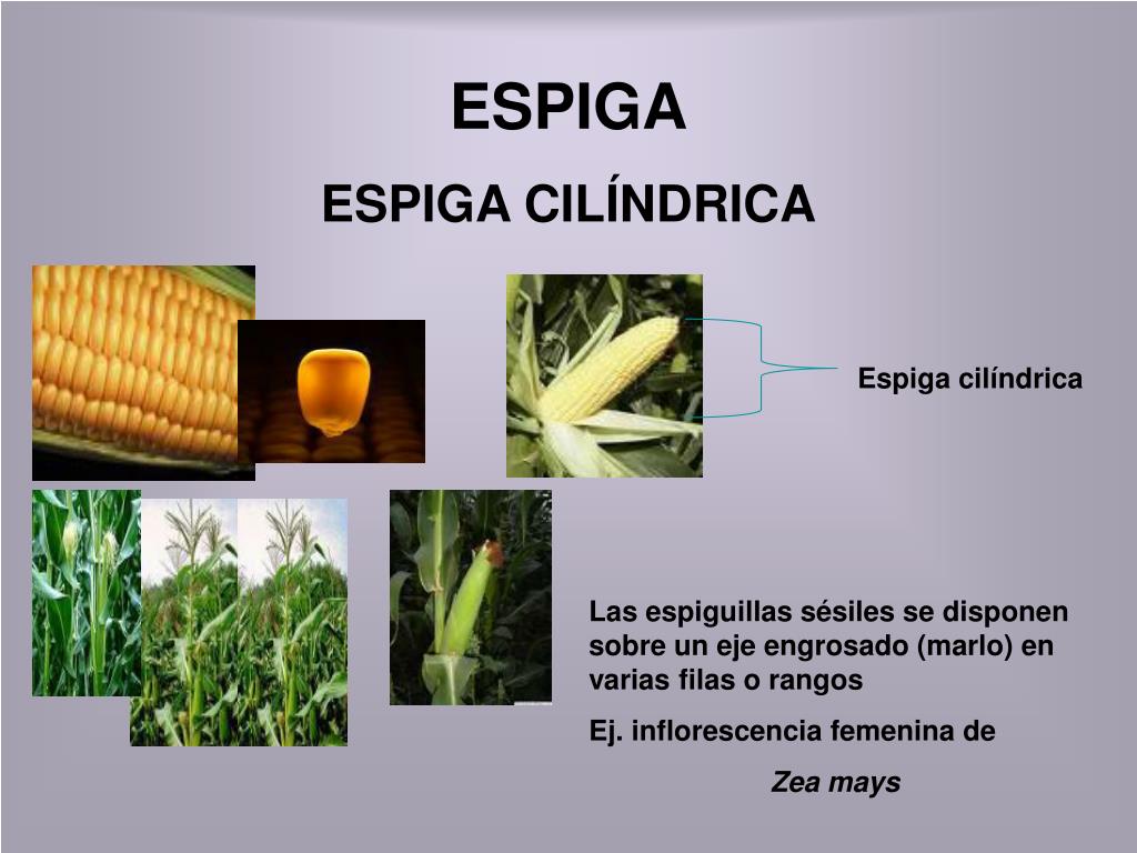 PPT Familia POÁCEAS PowerPoint Presentation, free download ID742686