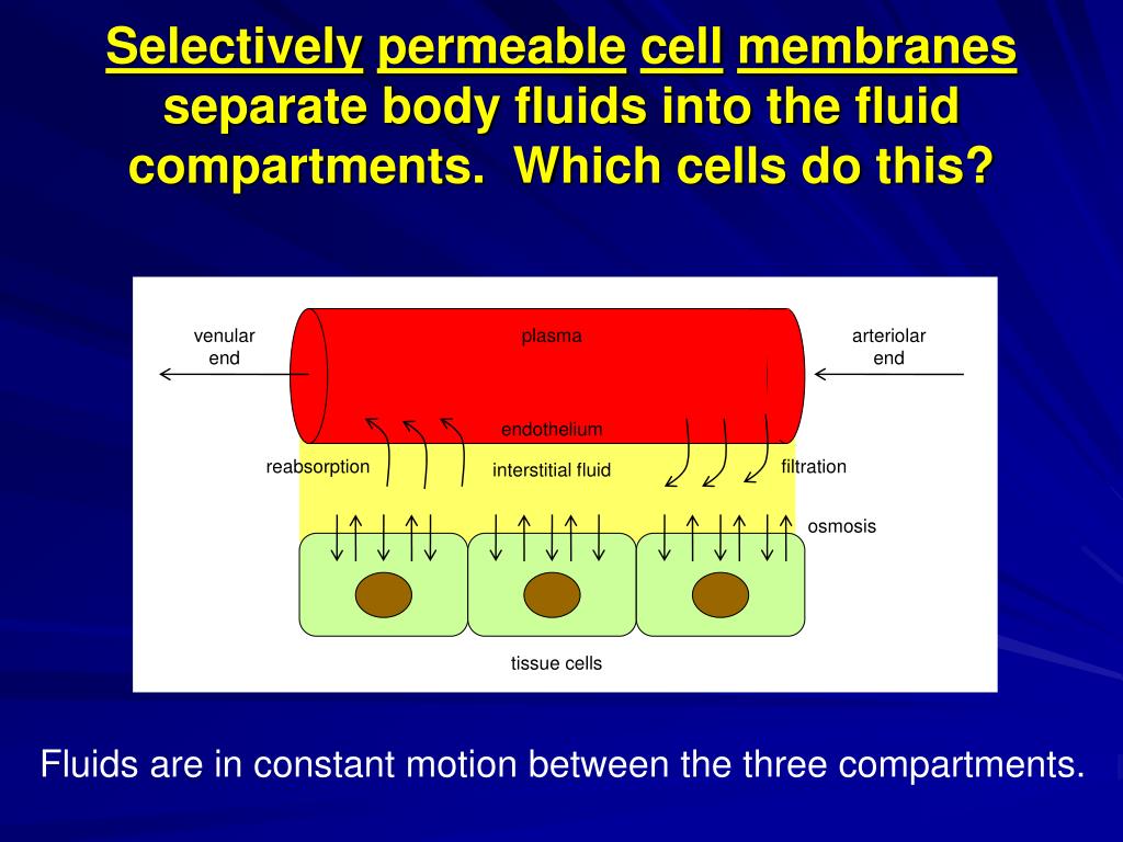 Body fluid compartments youtube osmosis qustelite