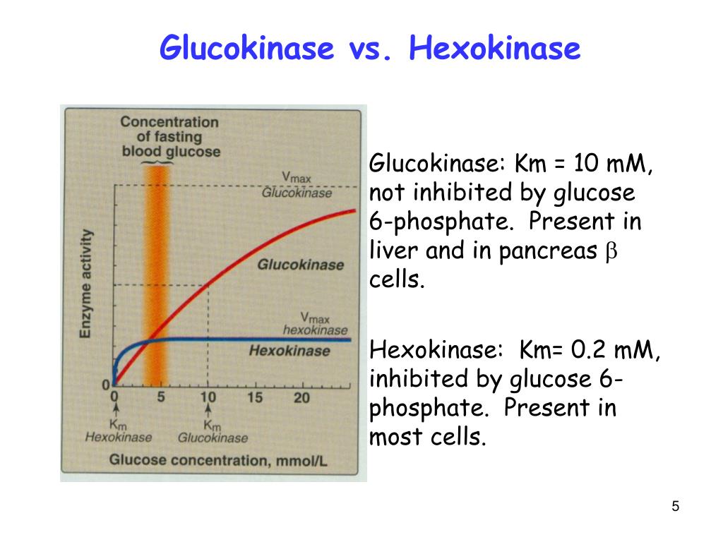 PPT Carbohydrate metabolism Intermediary Metabolism PowerPoint