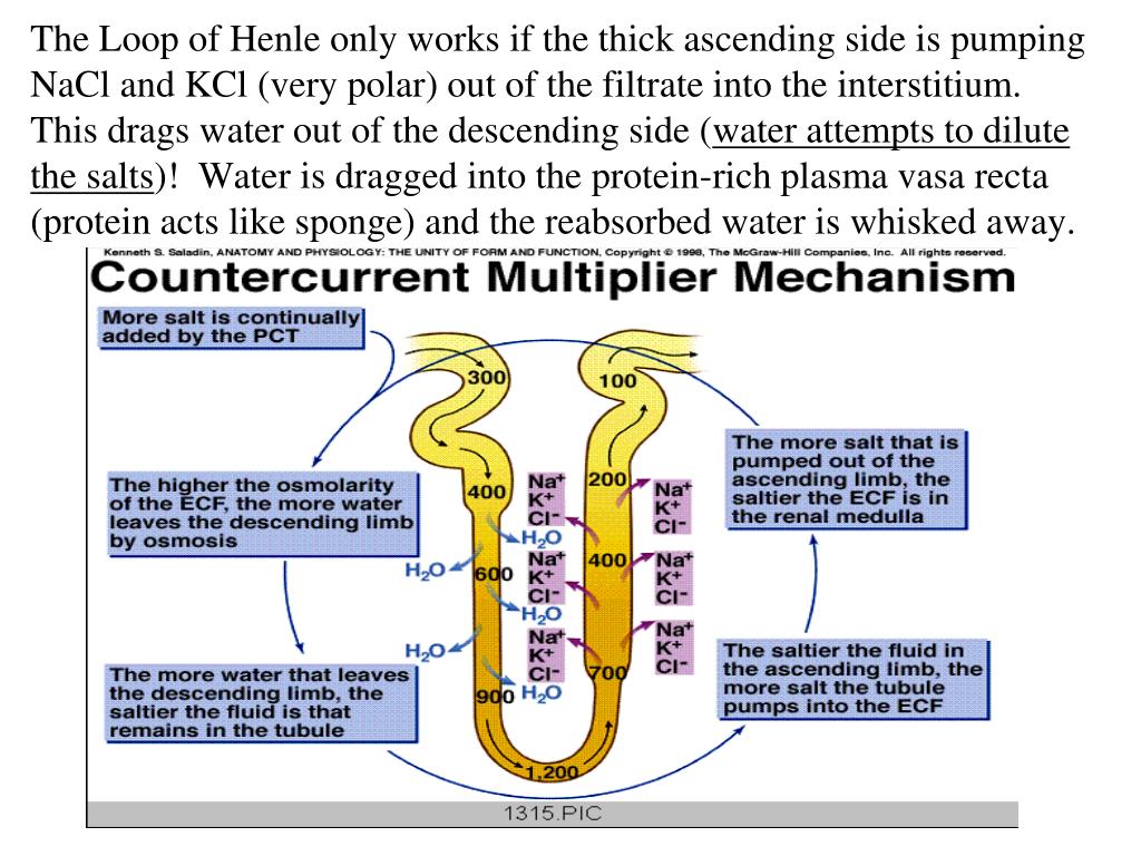 PPT Reabsorption and the Nephron 3/19 and 3/21 PowerPoint
