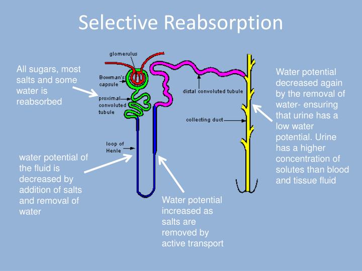 PPT F214 Communication, Homeostasis and Energy 4.2.1 Ultrafiltration