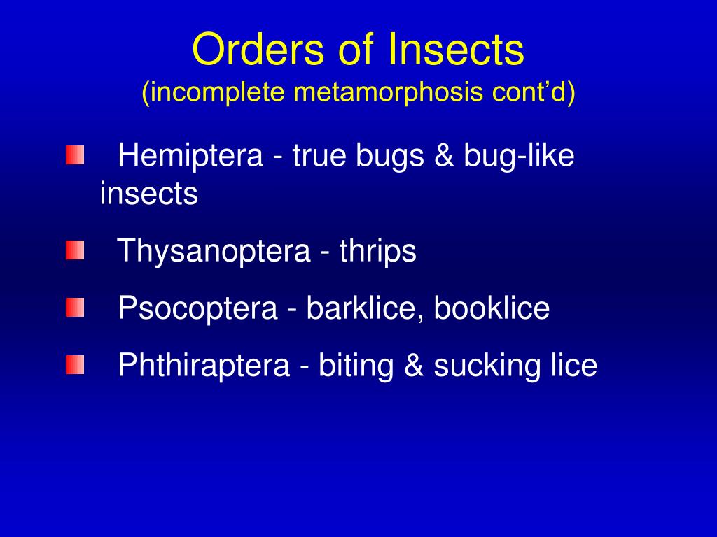 PPT Orders of Insects PowerPoint Presentation, free download ID747253