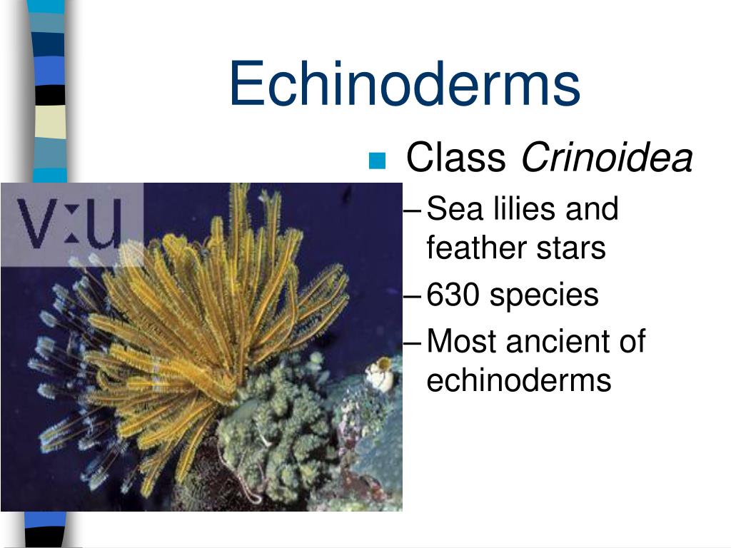 PPT Echinoderms PowerPoint Presentation, free download ID747694