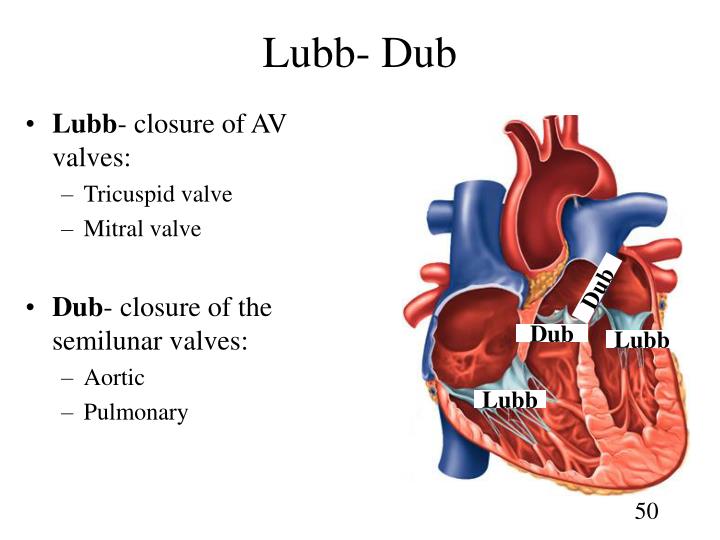 PPT The Cardiovascular System The Heart PowerPoint Presentation ID
