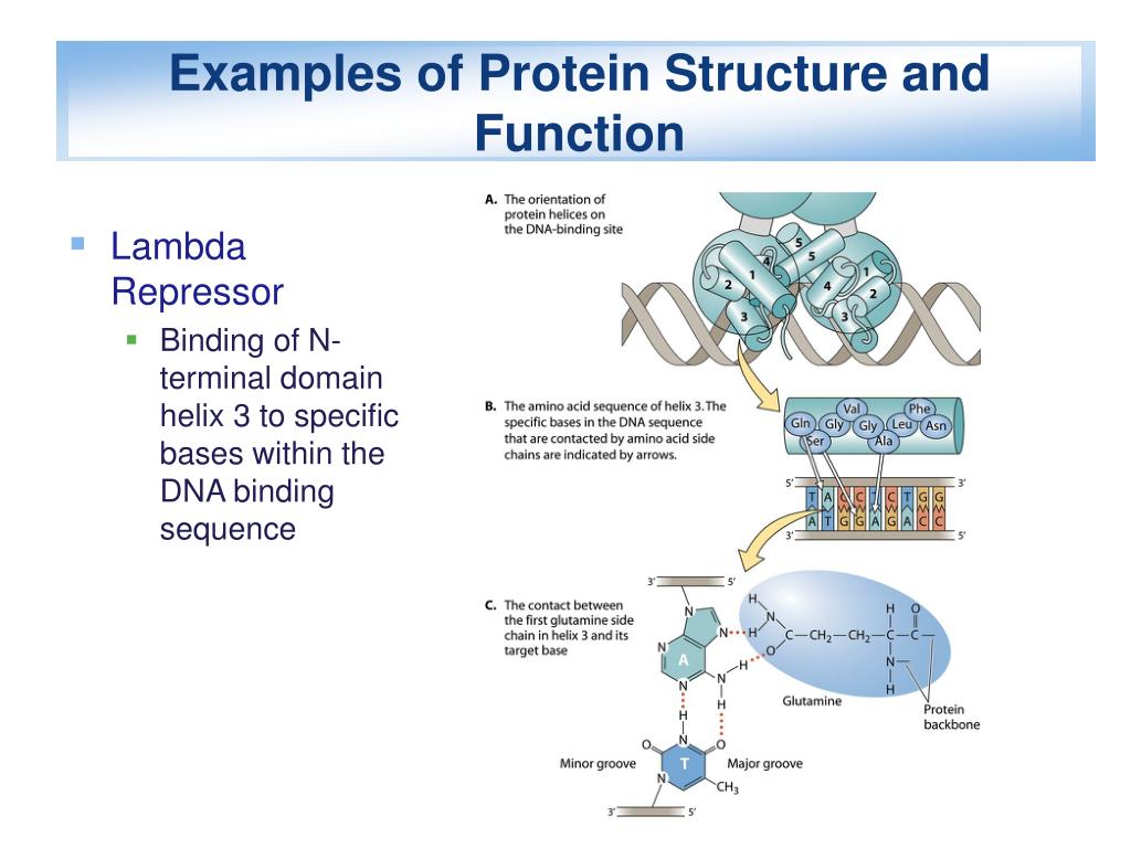 Functions Of Proteins