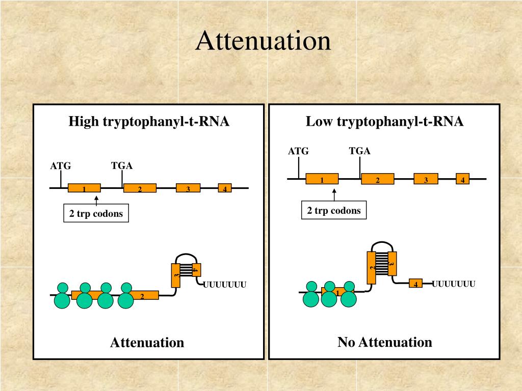 PPT Regulatory Mechanisms PowerPoint Presentation, free