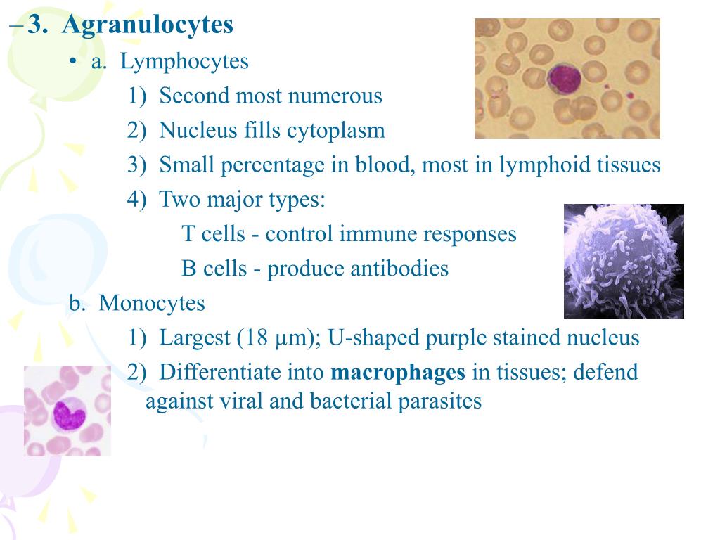PPT I. Composition & Function of Blood PowerPoint Presentation, free