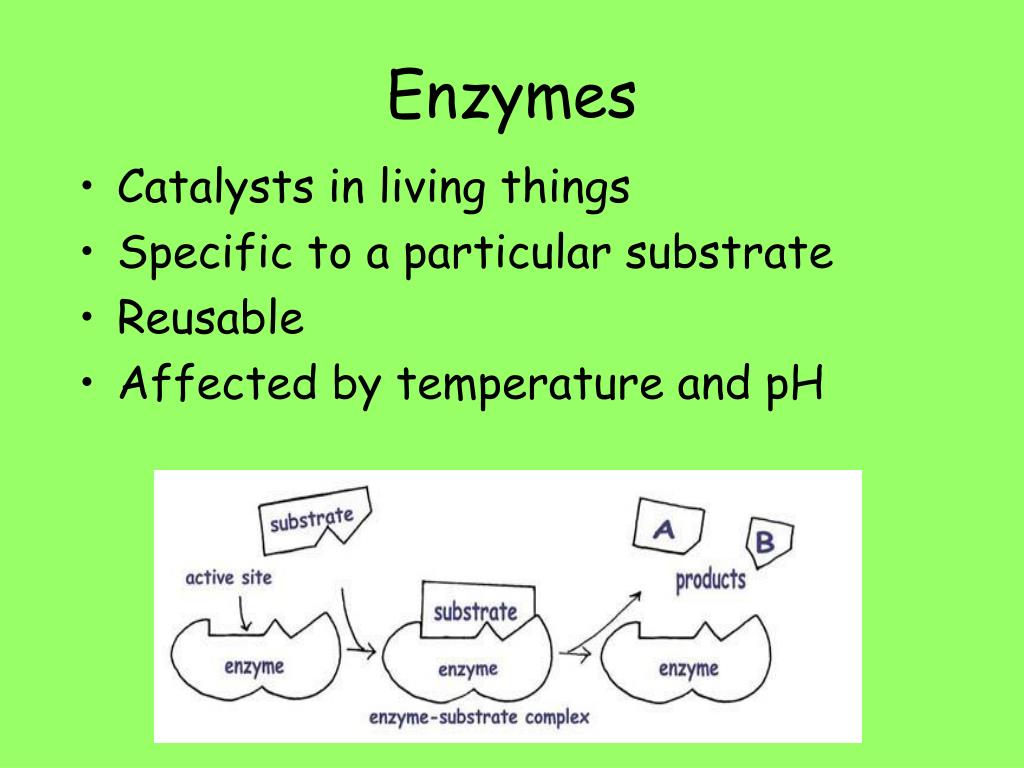 PPT Biology EOC Highlight Review PowerPoint Presentation, free