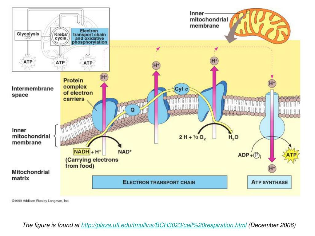 PPT Electron Transport Chain (Respiratory Chain) exercise