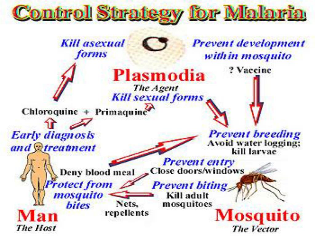 PPT Malaria … PowerPoint Presentation, free download