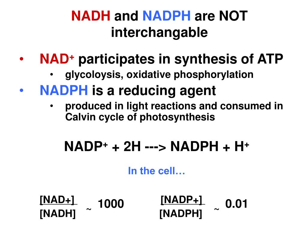 PPT ATP is the cell’s “energy” BUT Cells also have….REDUCING POWER