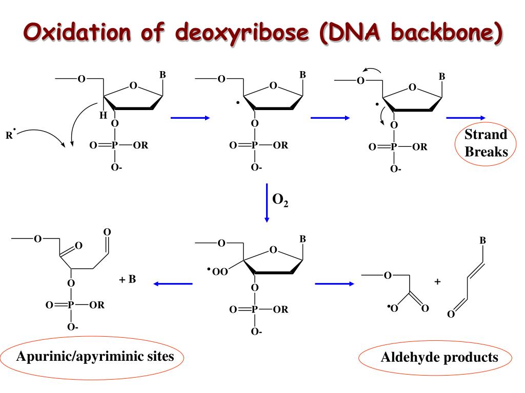 PPT Reactive Oxygen Species PowerPoint Presentation, free download