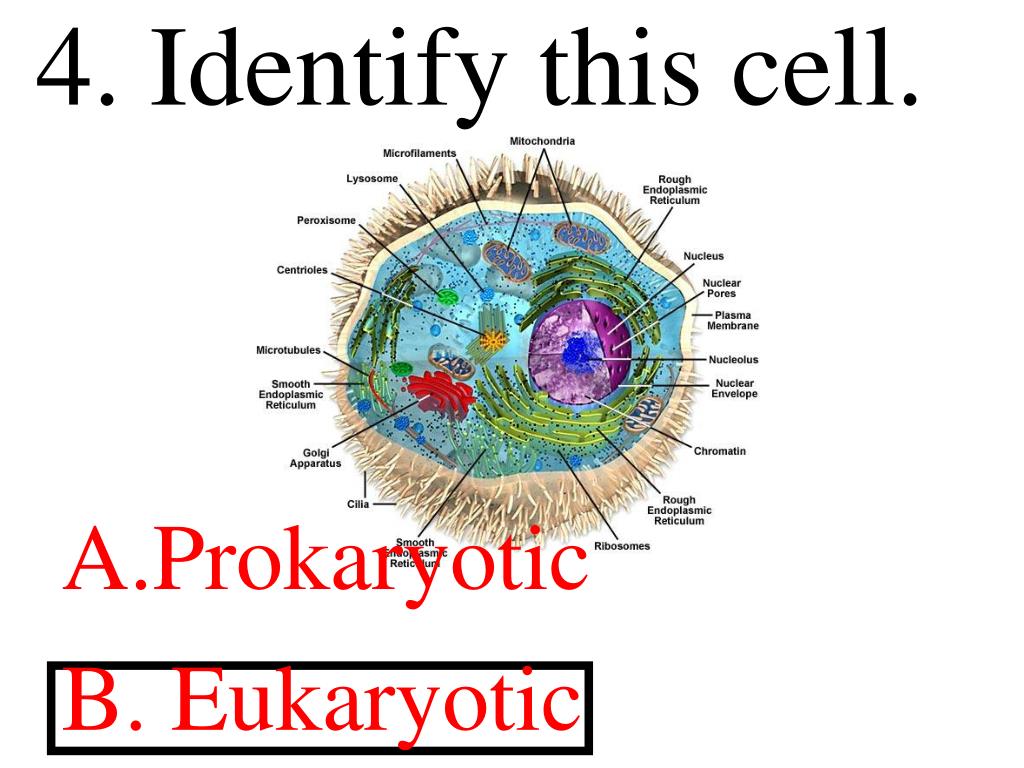 PPT Two Major Divisions of Cells Prokaryotic Cells bacteria