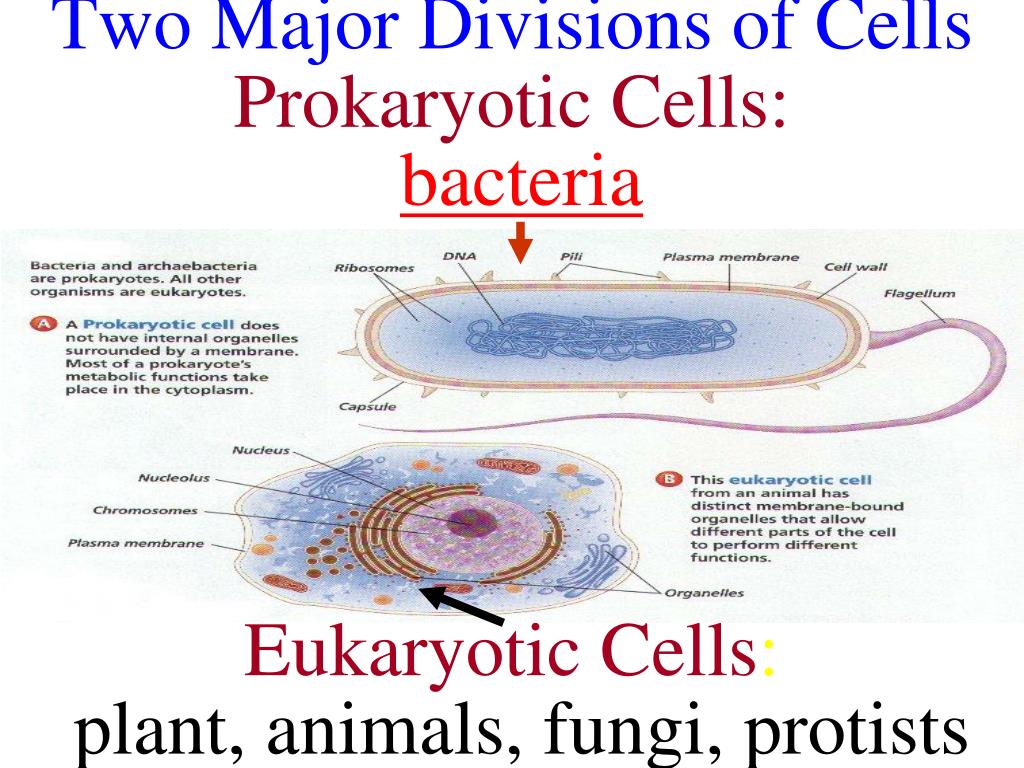 PPT Two Major Divisions of Cells Prokaryotic Cells bacteria