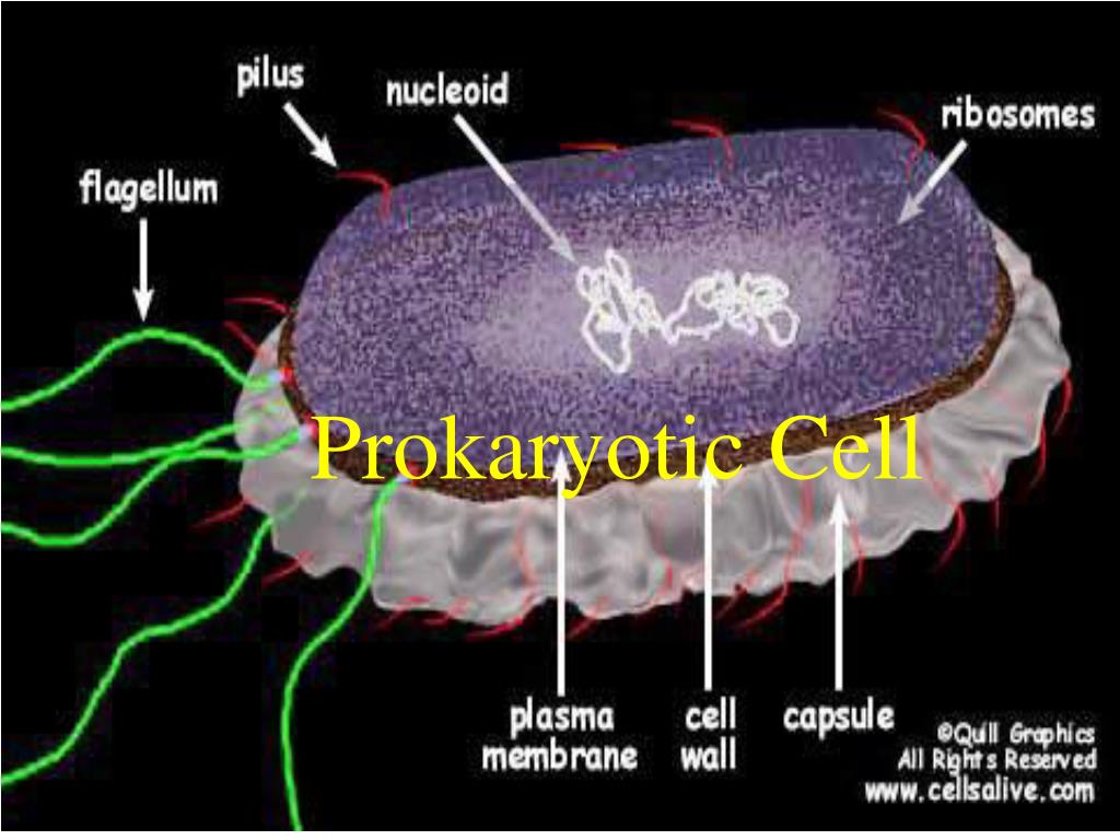 PPT Two Major Divisions of Cells Prokaryotic Cells bacteria