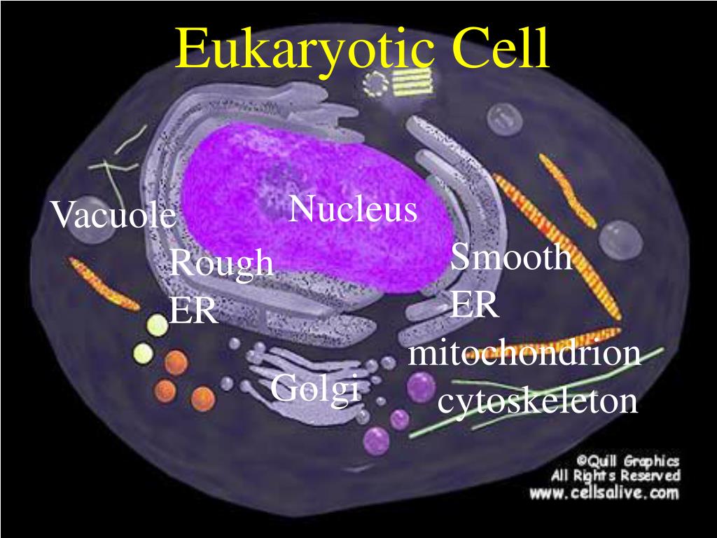 PPT Two Major Divisions of Cells Prokaryotic Cells bacteria