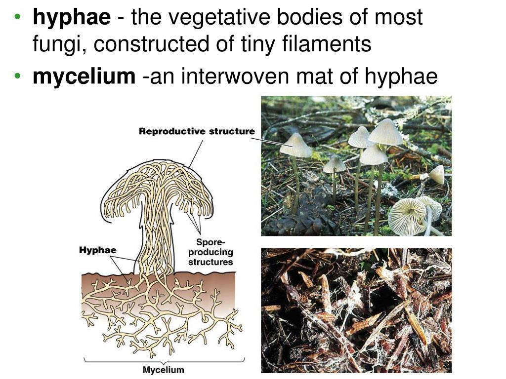 PPT Fungi PowerPoint Presentation, free download ID755175