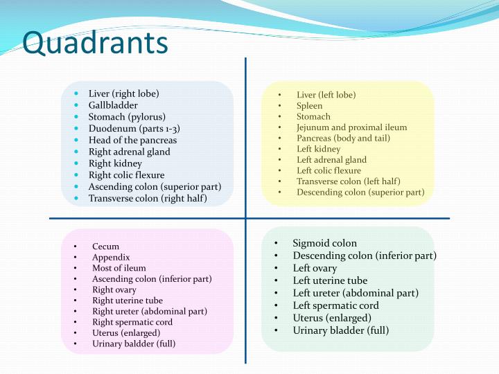 PPT The anterolateral abdominal wall and peritoneum PowerPoint