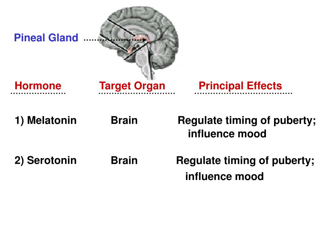 PPT Endocrine System PowerPoint Presentation, free download ID759461