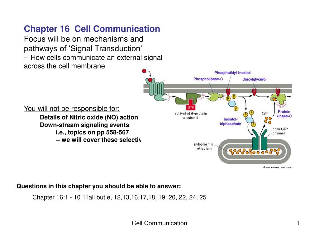 PPT - Chapter 16 Cell Communication Focus will be on mechanisms and