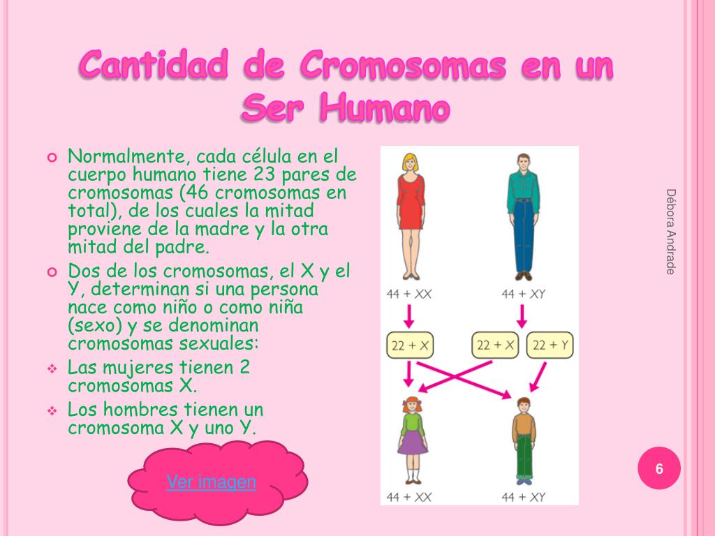 PPT Cromosomas PowerPoint Presentation ID761174