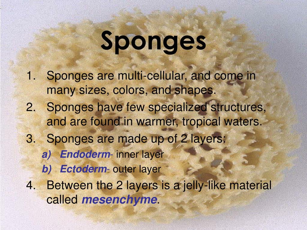 PPT Marine Invertebrates PowerPoint Presentation, free download ID