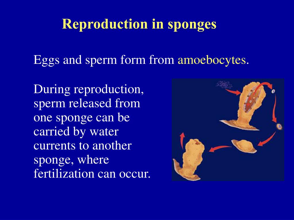 PPT What is a sponge? PowerPoint Presentation, free download ID762492