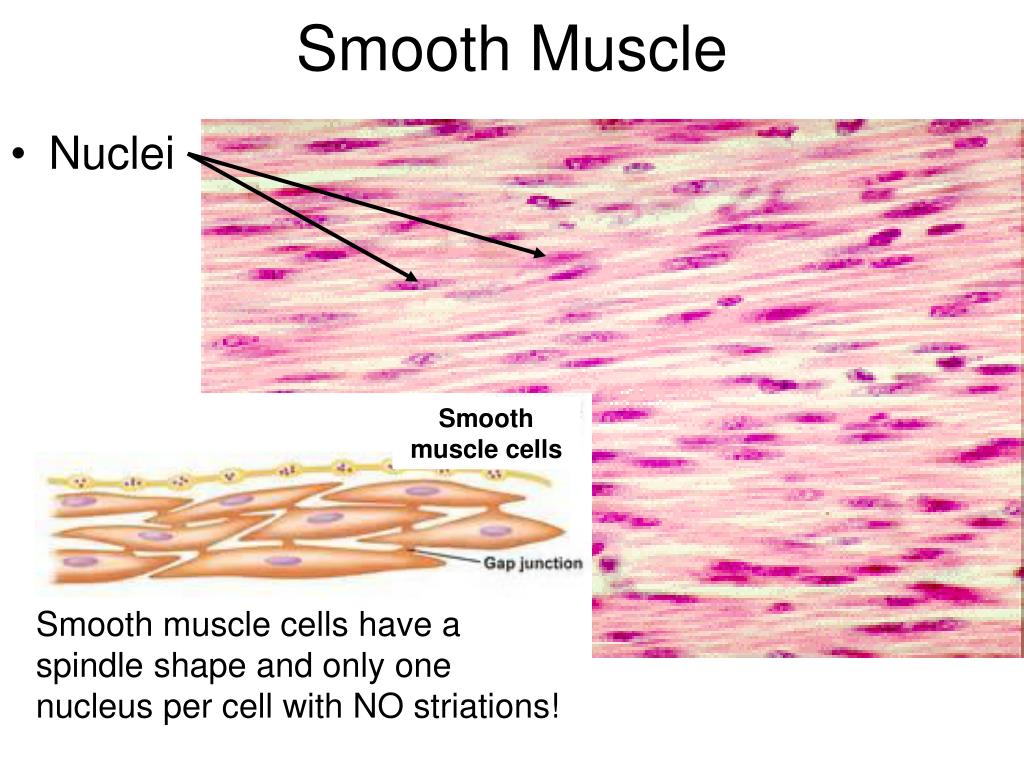 PPT Muscle Histology PowerPoint Presentation, free download ID764186