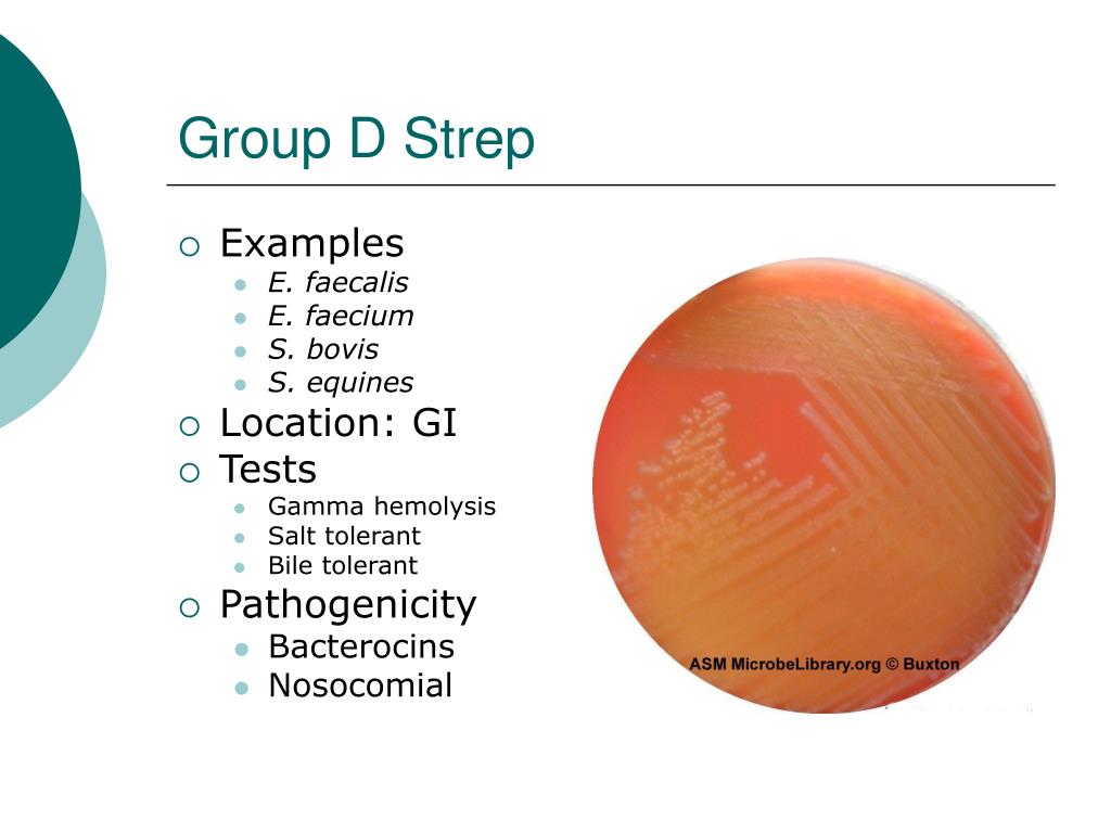 PPT Streptococcus PowerPoint Presentation, free download ID765884