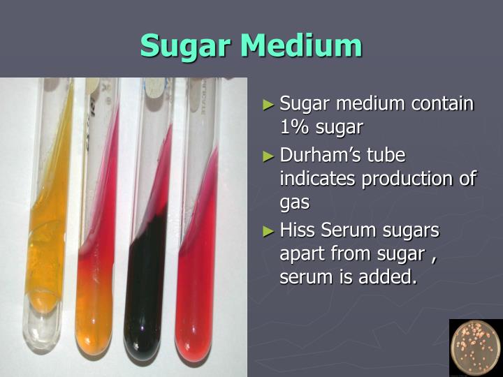 PPT Bacterial culture Media PowerPoint Presentation ID7661