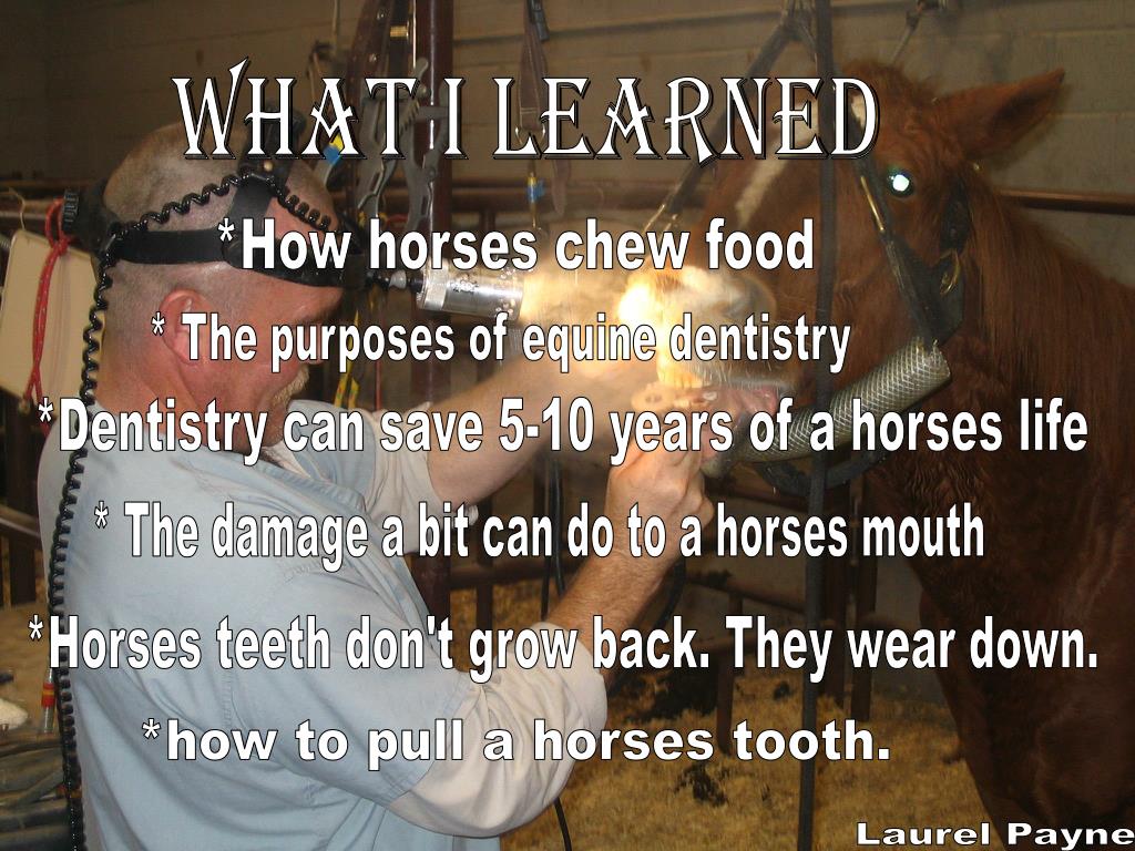 PPT Equine Science Field Trip Equine Dentistry Academy Glenn’s Ferry