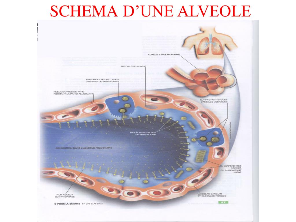 PPT LE SURFACTANT PULMONAIRE PowerPoint Presentation, free download ID770404